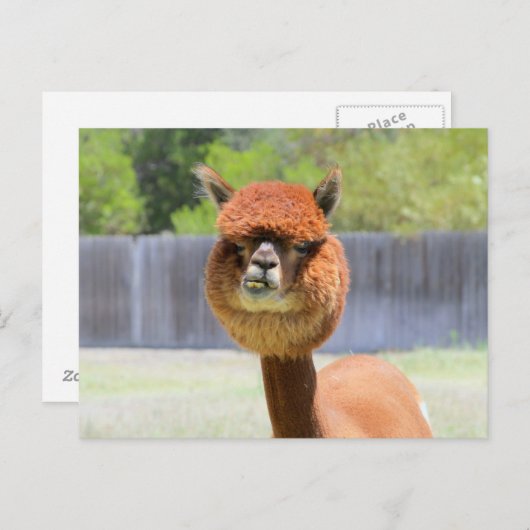 Funny Alpaca Post Card Briefkaart (Voorkant / Achterkant)