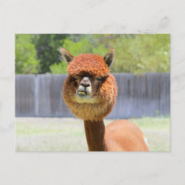 Funny Alpaca Post Card Briefkaart