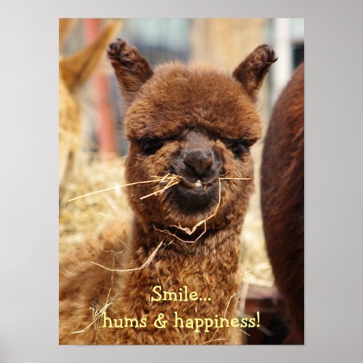 Funny Alpaca Poster (Voorkant)