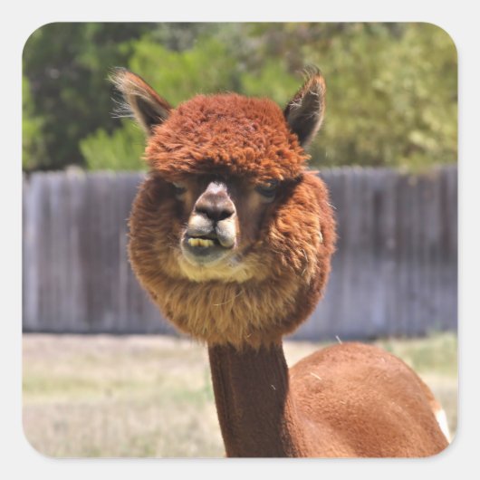 Funny Alpaca Sticker (Voorkant)