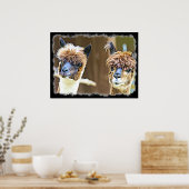 Funny Alpacas Poster (Keuken)