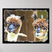 Funny Alpacas Poster (Voorkant)
