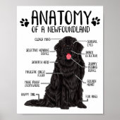 Funny Anatomy Newfoundland Dog Cute Newfie Lover  Poster (Voorkant)