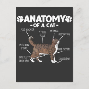 Funny Anatomy of a Cat Cute Kat Lover Pet Owner Briefkaart