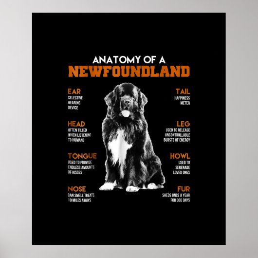 Funny Anatomy of a Newfoundland Dogs Poster (Voorkant)