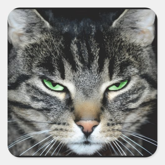 Funny Angry Grumpy Judgemental Cat Vierkante Sticker (Voorkant)