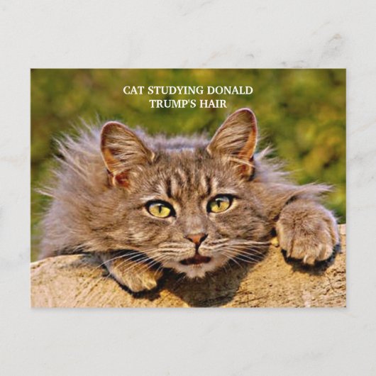 Funny Anti-Trump Cat Studie Trump's Hair Briefkaart (Voorkant)
