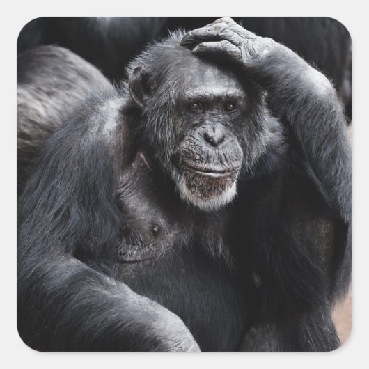 Funny Ape Sticker (Voorkant)