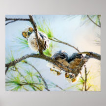 Funny Baby Great Horned Owls Wildlife Fine Art