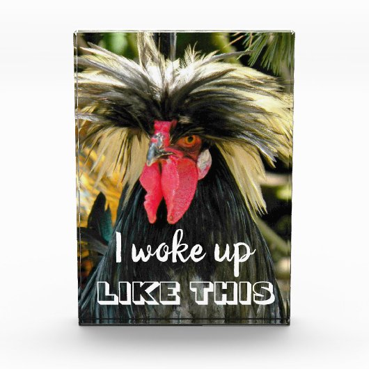 Funny Bad Hair Chicken Meme Fotoblokken (Voorkant)