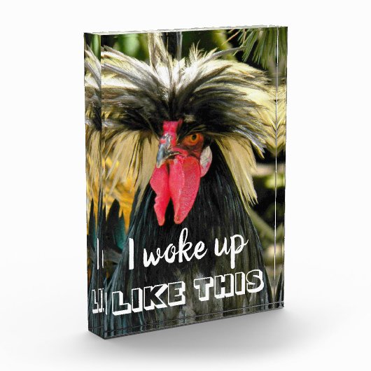 Funny Bad Hair Chicken Meme Fotoblokken (Links)