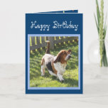 Funny Basset Hound op Cute Birthday Card met ballo Kaart<br><div class="desc">Funny Basset Hound op Cute Birthday Card met ballonnen</div>