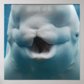 Funny Beluga Whale Poster (Voorkant)