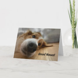 Funny Bernese Mountain Dog met Big Nose Birthday Kaart