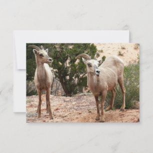 Funny Bighorn Sheep in Zion National Park