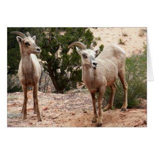 Funny Bighorn Sheep in Zion National Park