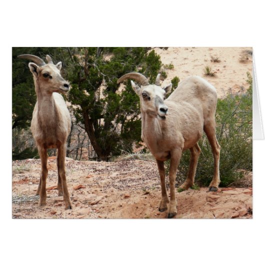 Funny Bighorn Sheep in Zion National Park (Voorkant Horizontaal)