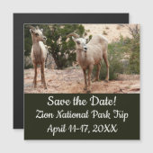 Funny Bighorn Sheep in Zion National Park (Voorkant / Achterkant)