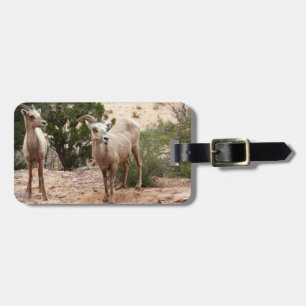 Funny Bighorn Sheep in Zion National Park Bagagelabel