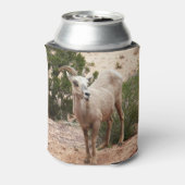 Funny Bighorn Sheep in Zion National Park Blikjeskoeler (Blikje Achterkant)