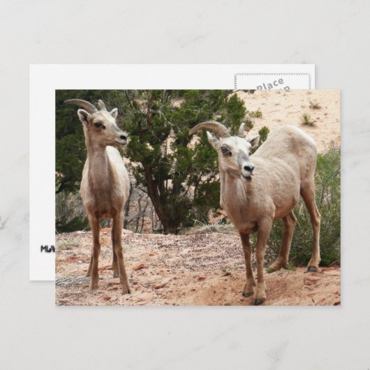 Funny Bighorn Sheep in Zion National Park Briefkaart (Voorkant / Achterkant)