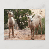 Funny Bighorn Sheep in Zion National Park Briefkaart (Voorkant)