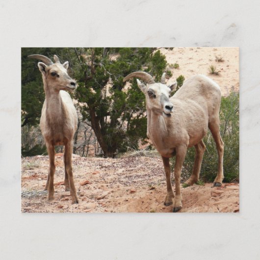 Funny Bighorn Sheep in Zion National Park Briefkaart (Voorkant)