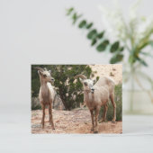 Funny Bighorn Sheep in Zion National Park Briefkaart (Staand voorkant)