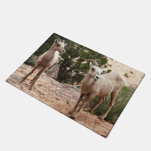 Funny Bighorn Sheep in Zion National Park Deurmat (Schuin)