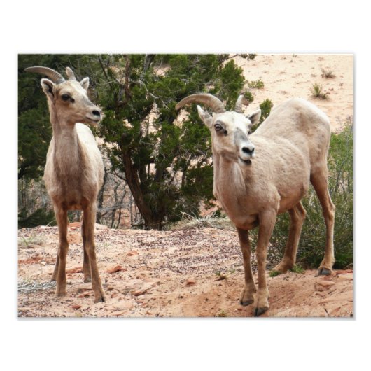 Funny Bighorn Sheep in Zion National Park Foto Afdruk (Voorkant)