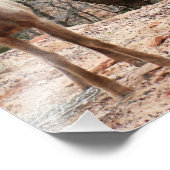 Funny Bighorn Sheep in Zion National Park Foto Afdruk (Hoek)