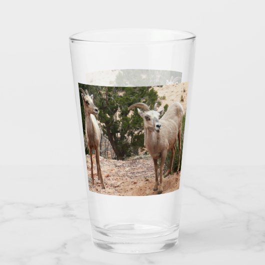 Funny Bighorn Sheep in Zion National Park Glas (Achterkant)