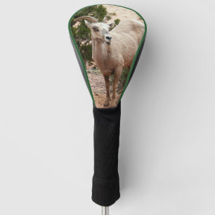Funny Bighorn Sheep in Zion National Park Golfheadcover