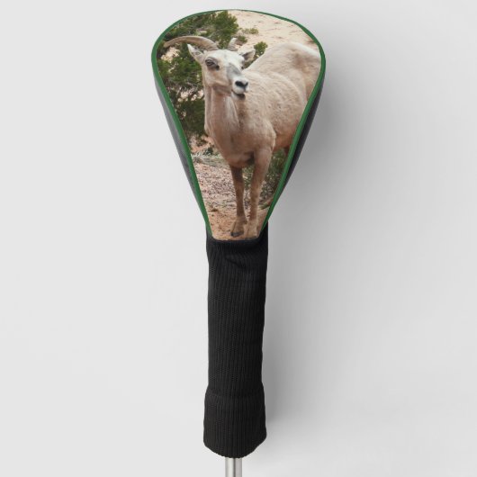 Funny Bighorn Sheep in Zion National Park Golfheadcover (Voorkant)