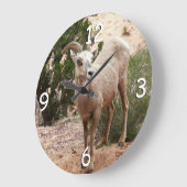 Funny Bighorn Sheep in Zion National Park Grote Klok (Hoek)
