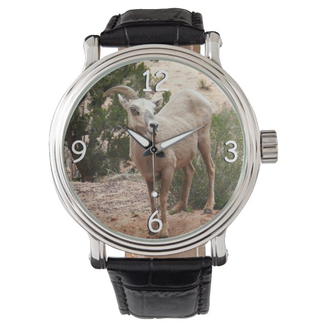 Funny Bighorn Sheep in Zion National Park Horloge (Voorkant)