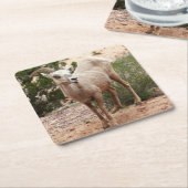 Funny Bighorn Sheep in Zion National Park Kartonnen Onderzetters (Schuin)