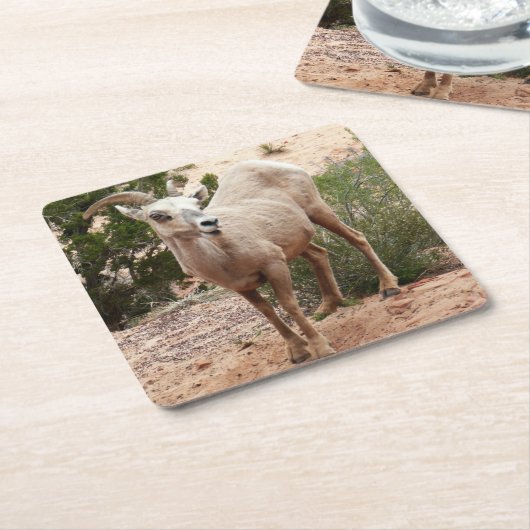 Funny Bighorn Sheep in Zion National Park Kartonnen Onderzetters (Schuin)