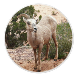 Funny Bighorn Sheep in Zion National Park Keramische Knop