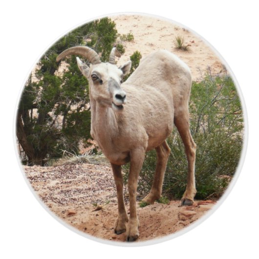 Funny Bighorn Sheep in Zion National Park Keramische Knop (Voorkant)