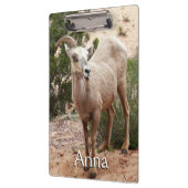 Funny Bighorn Sheep in Zion National Park Klembord (Links)