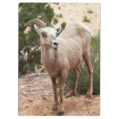 Funny Bighorn Sheep in Zion National Park Klembord (Achterkant)