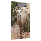 Funny Bighorn Sheep in Zion National Park Klembord (Rechts)