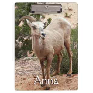 Funny Bighorn Sheep in Zion National Park Klembord