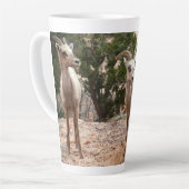 Funny Bighorn Sheep in Zion National Park Latte Mok (Linkerhoek)