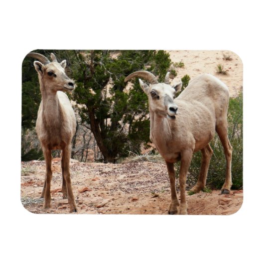Funny Bighorn Sheep in Zion National Park Magneet (Horizontaal)