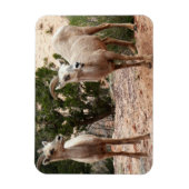 Funny Bighorn Sheep in Zion National Park Magneet (Verticaal)