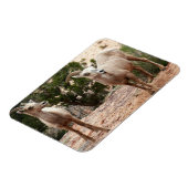 Funny Bighorn Sheep in Zion National Park Magneet (Linkerzijde)