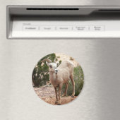 Funny Bighorn Sheep in Zion National Park Magneet (Insitu (Vaatwasser))