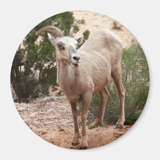 Funny Bighorn Sheep in Zion National Park Magneet (Voorkant)